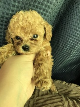 トイプードル(トイ)【群馬県・女の子・2019年5月2日・アプリコット】の写真「小さくて可愛いアプリコット💕」