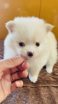 ポメラニアン、チワワ【群馬県・女の子・2021年12月14日・クリーム】の写真「可愛い女の子💕」