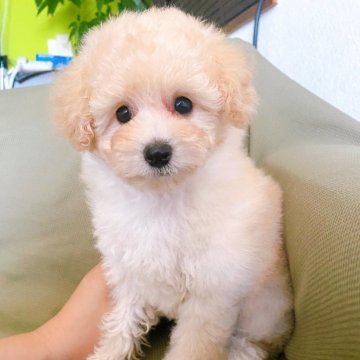 トイプードル(タイニー)【群馬県・女の子・2024年7月22日・クリーム】の写真「クリームの女の子🩷」