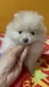 ポメラニアン【群馬県・女の子・2021年11月30日・クリーム】の写真1