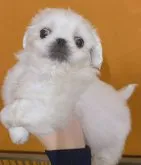 ペキニーズ【群馬県・女の子・2023年8月15日・ホワイト】の写真2
