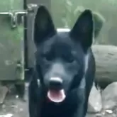 甲斐犬