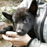 甲斐犬