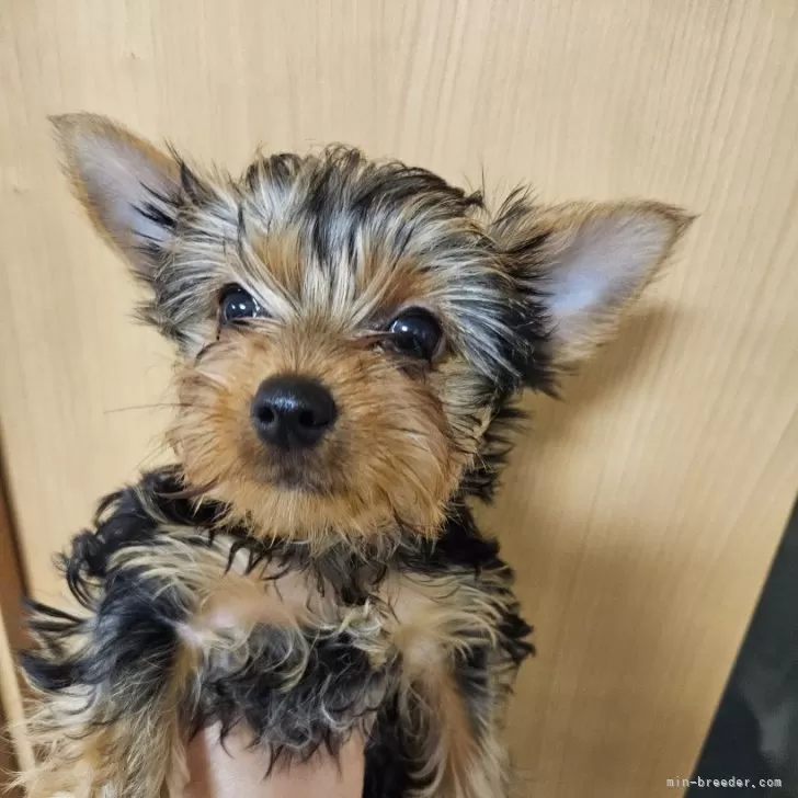 ID:2502-06949の子犬