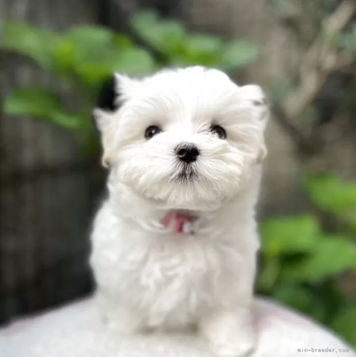 ID：2503-02325の子犬