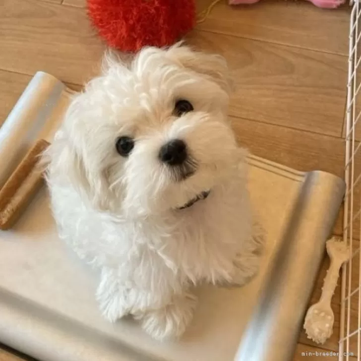 よっちゃん 様のお迎えした子犬