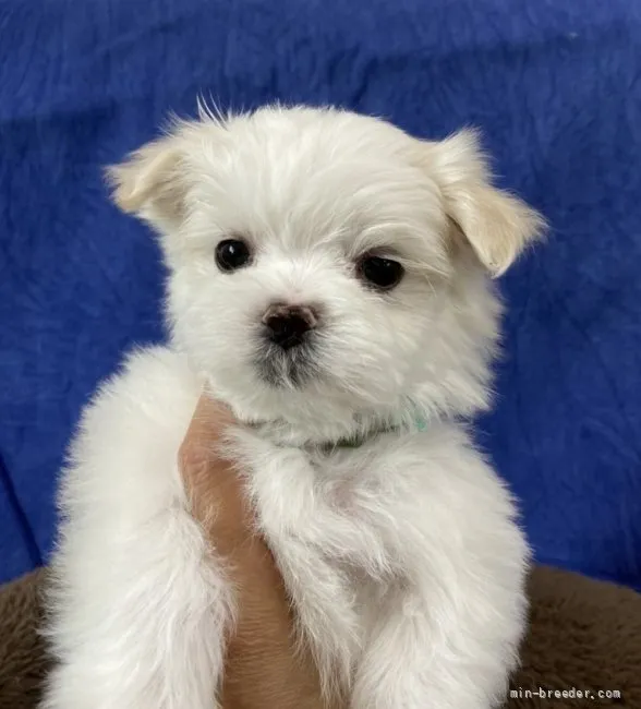 ID:2204-00572の子犬