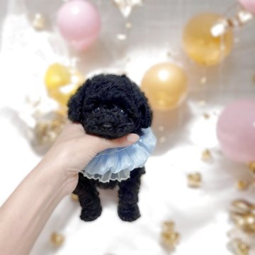 トイプードル(ティーカップ)【大阪府・男の子・2025年8月8日・ブラック】の写真「トイレトレーニング完了しています✨」