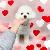 ビションフリーゼ【大阪府・男の子・2024年6月28日・ホワイト】の写真1