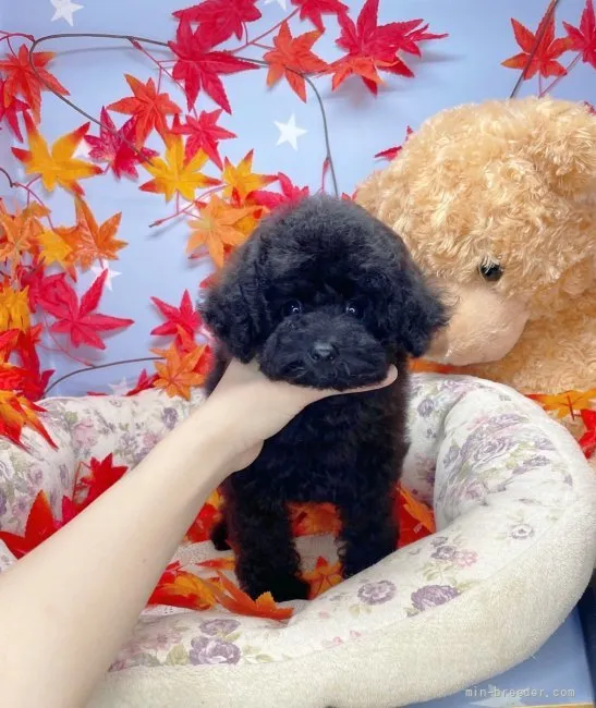 ID:2110-02134の子犬