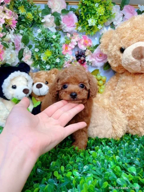 ID:2202-03462の子犬