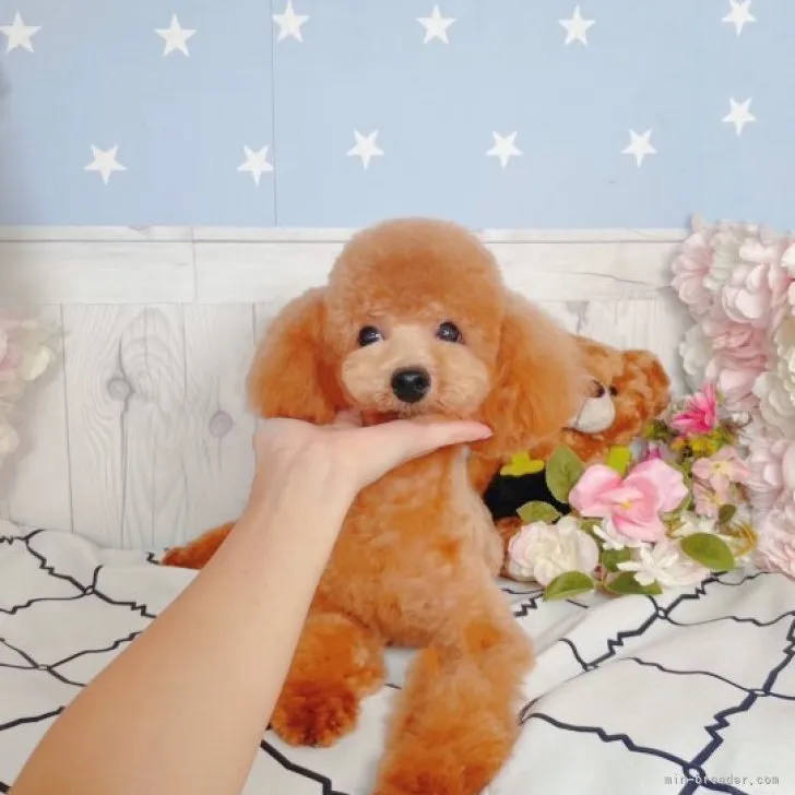 ID：2308-04992の子犬