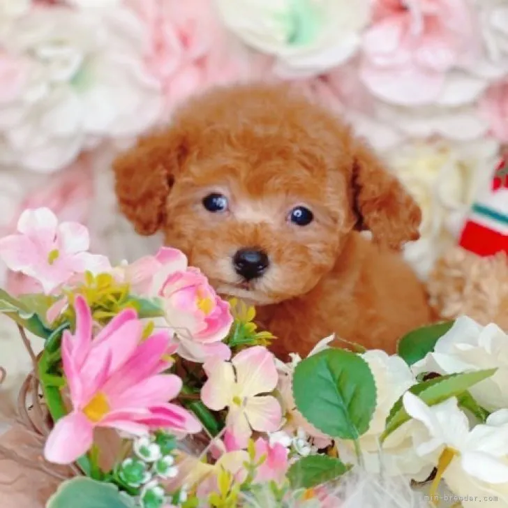 ID:2302-04955の子犬
