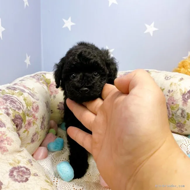 ID:2012-03479の子犬