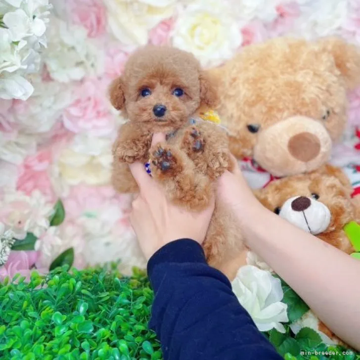 ID:2303-03334の子犬
