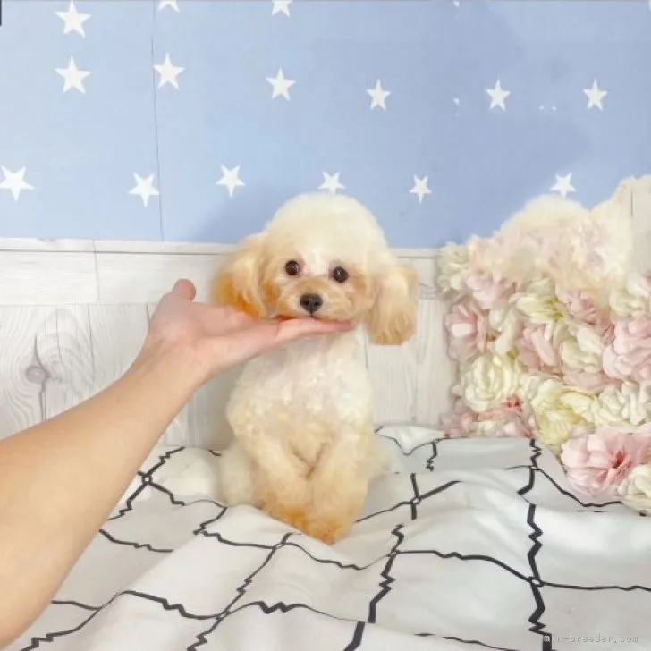 ID：2307-04456の子犬