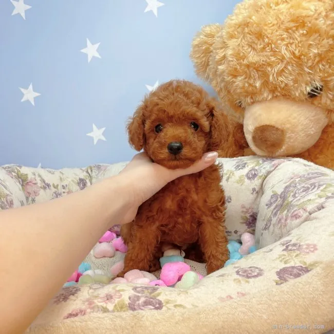 ID:2107-00256の子犬