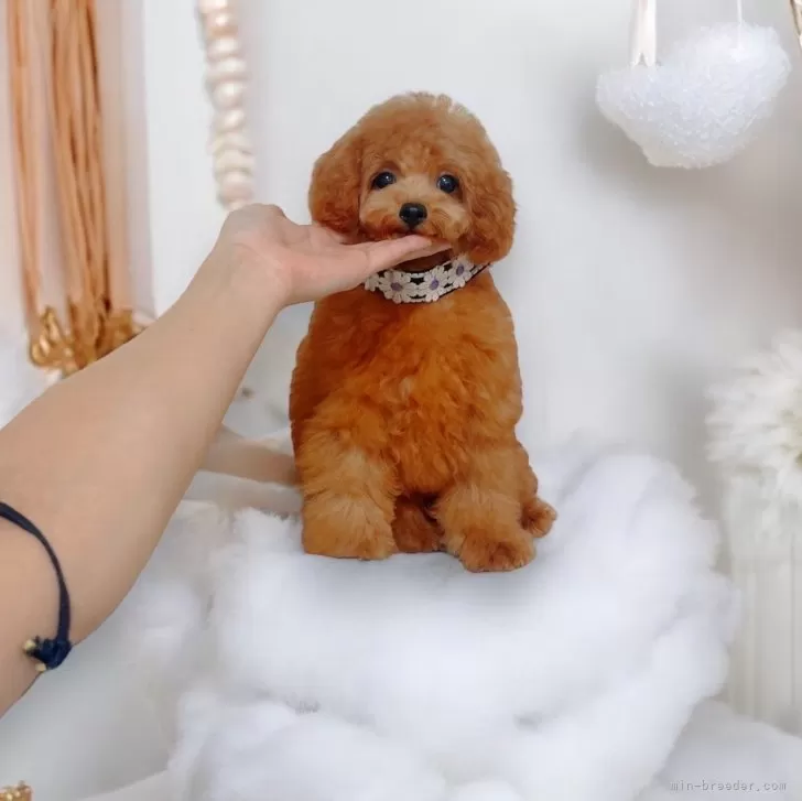 ID：2405-05538の子犬