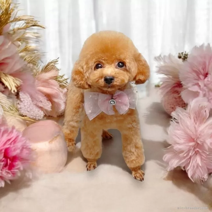 ID:2311-01234の子犬