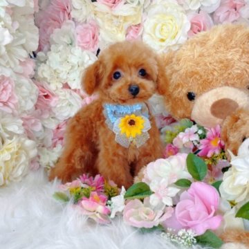 トイプードル(ティーカップ)【大阪府・男の子・2022年9月14日・レッド】の写真「遺伝子検査3項目クリア
ティーカップ確定ボーイ☆」