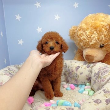 トイプードル(トイ)【大阪府・男の子・2021年6月6日・レッド】の写真「タイニーからトイプードル小さめ予想。」