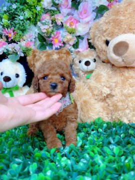 トイプードル(トイ)【大阪府・女の子・2022年4月27日・レッド】の写真「遺伝子検査3項目クリア
トイ予想の女の子」