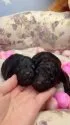 タイニープードル【大阪府・男の子・2020年11月24日・ブラック】の写真3「双子くんで産まれてきました☆」