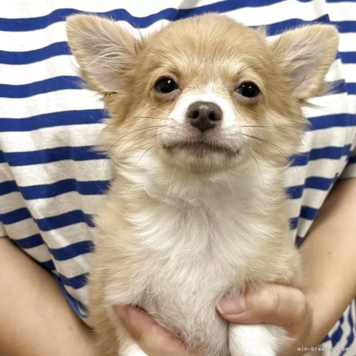 チワワ(ロング)【熊本県・男の子・2025年7月3日・イザベラフォーン】の写真1