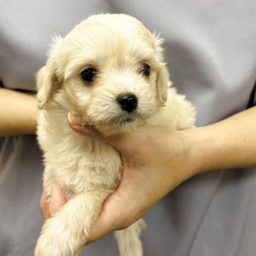 チワプー(トイプードル×チワワ)【熊本県・女の子・2025年8月25日・クリーム】の写真「可愛い女の子」