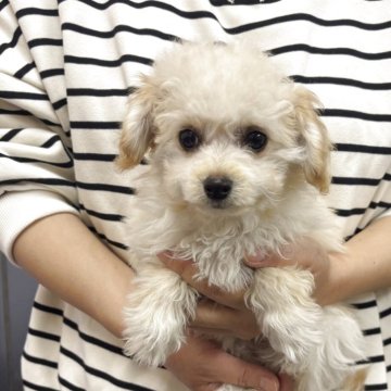 チワプー(トイプードル×チワワ)【熊本県・女の子・2025年8月25日・クリーム】の写真「可愛い女の子」