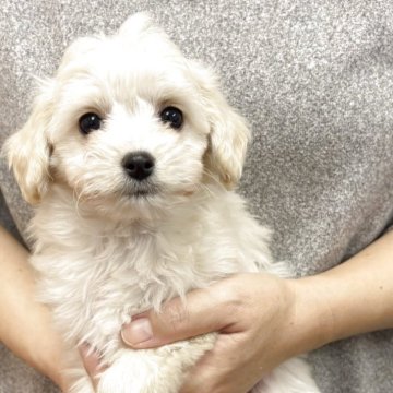 チワプー(トイプードル×チワワ)【熊本県・女の子・2025年8月25日・クリーム】の写真「可愛い女の子」