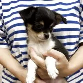 チワワ(ロング)