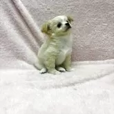 チワワ(ロング)