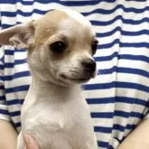 チワワ(スムース)
