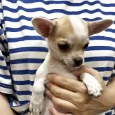 チワワ(スムース)