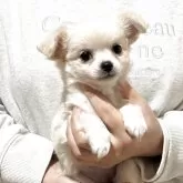 チワワ(ロング)