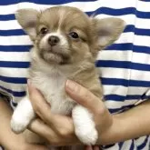 チワワ(ロング)【熊本県・男の子・2025年7月3日・イザベラフォーン】の写真3