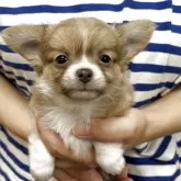 チワワ(ロング)【熊本県・男の子・2025年7月3日・イザベラフォーン】の写真4