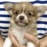 チワワ(ロング)【熊本県・男の子・2025年7月3日・イザベラフォーン】の写真5