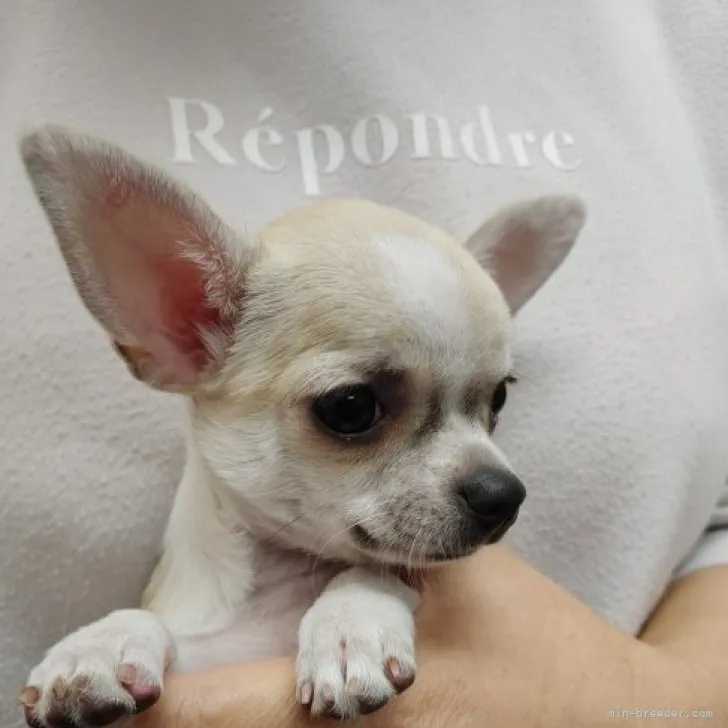 hisae♪ 様のお迎えした子犬