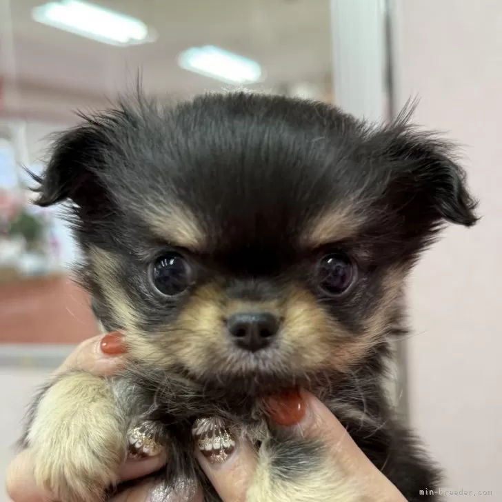 ID：2502-03950の子犬