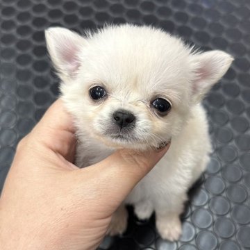 チワワ(ロング)【岐阜県・女の子・2024年9月13日・クリーム】の写真「小ぶりで可愛い子です！
現在体重315gです！」