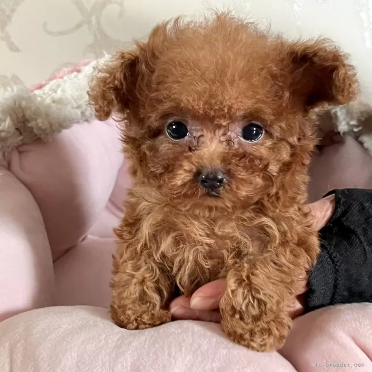ID：2412-04484の子犬