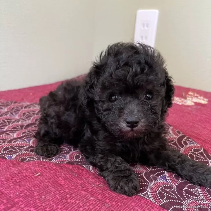 K.S 様のお迎えした子犬