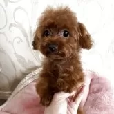 ティーカッププードル