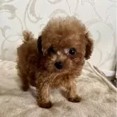 ティーカッププードル