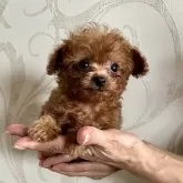 ティーカッププードル