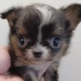 チワワ(ロング)