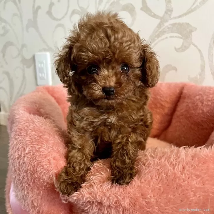 M.K 様のお迎えした子犬