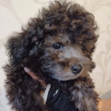 トイプードル(タイニー)【福岡県・男の子・2024年3月23日・シルバー】の写真「実物がめちゃかわいい男の子」